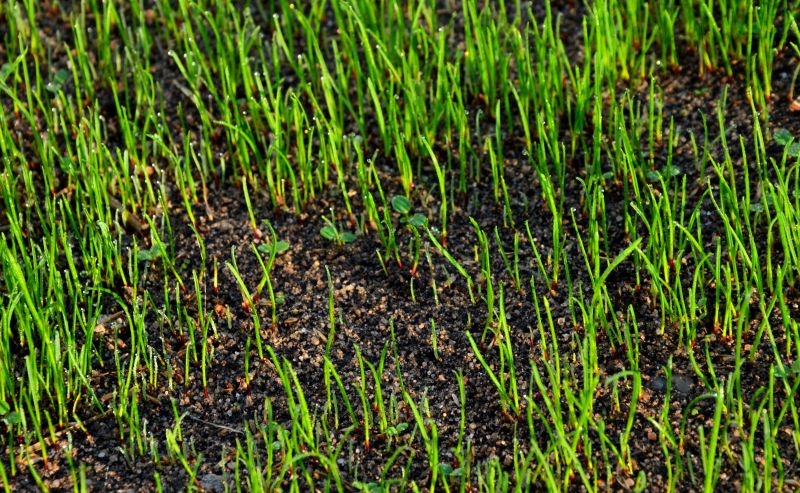 Seasonal Lawn Preparation