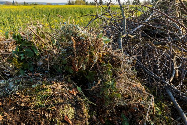 Brush Disposal in Haverhill