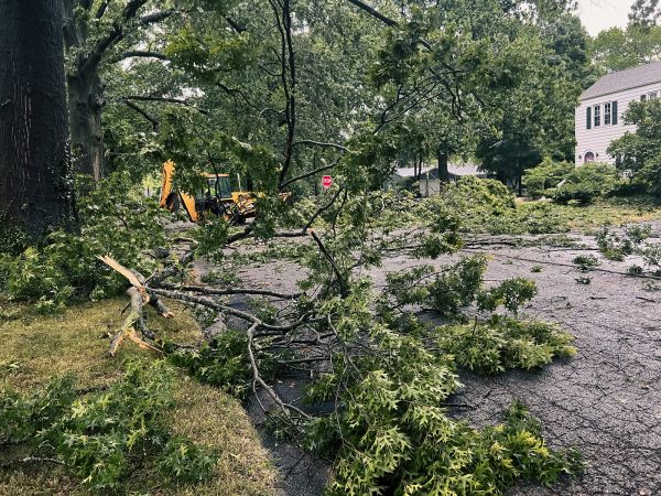 Tree Branch Disposal in Haverhill