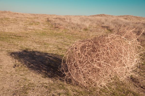 Tumbleweed Removal in Haverhill