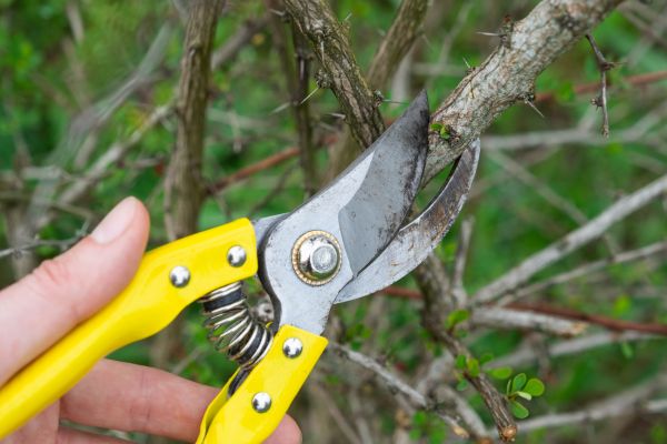 Limbs Removal in Haverhill