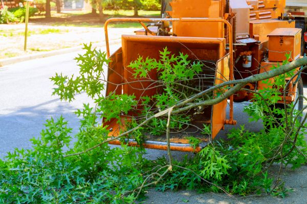 Tree Branches Removal in Haverhill