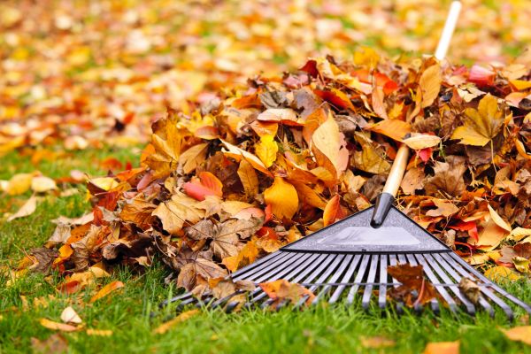 Yard Leaf Removal in Haverhill