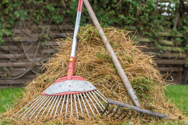 Pine Straw Clearing in Haverhill