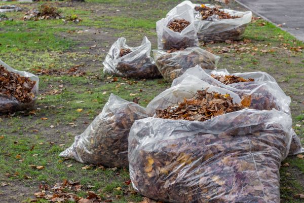 Leaf Pile Disposal in Haverhill