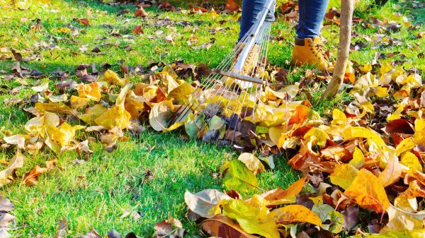 Lawn Cleanup Service in Haverhill