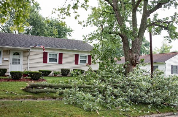 Fallen Branch Removal in Haverhill