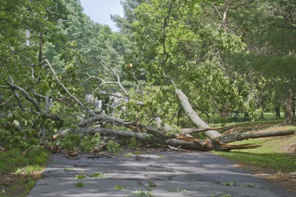 Tree Debris Removal in Haverhill